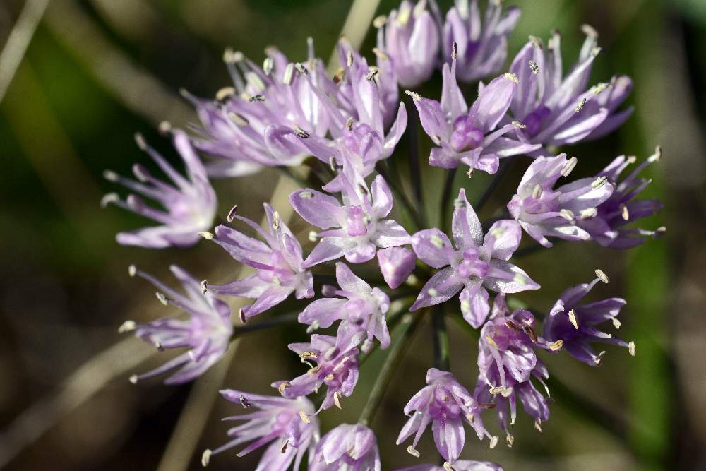 Allium lusitanicum / Aglio montano